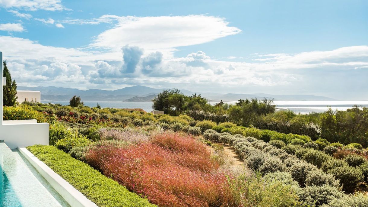 Amaryllis Two image 4